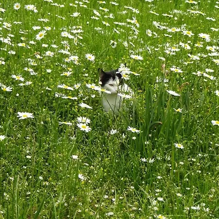 Kwatera prywatna Lehmann *