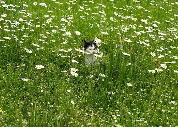 Alloggio in famiglia Lehmann *